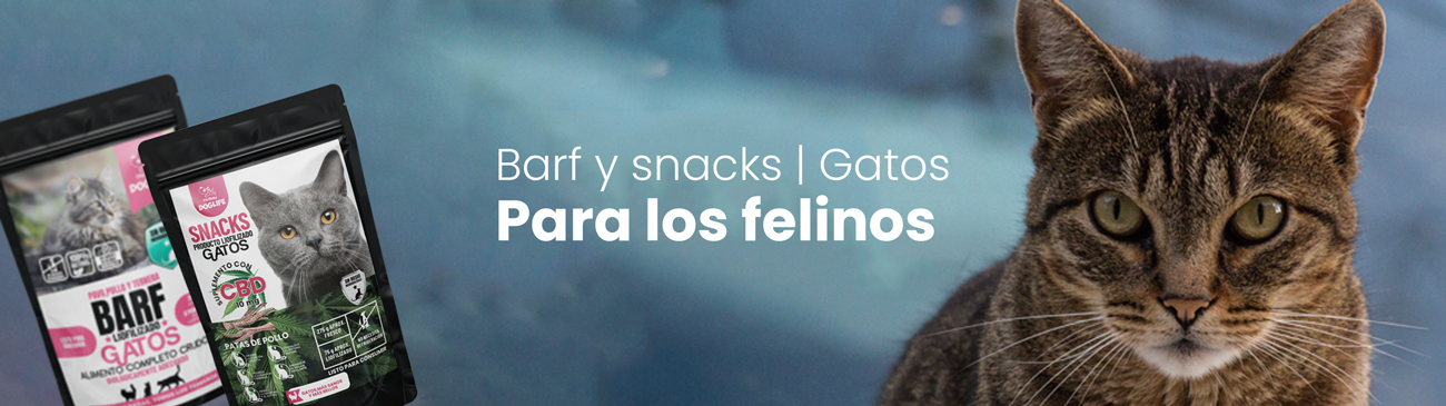 Gatos